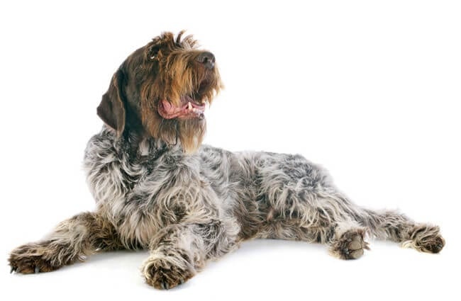 Loving German wirehaired pointer. Photo by: (c) cynoclub www.fotosearch.com