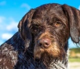 German Wirehaired Pointer Hunting Dog On Sunny Day. Photo By: (C) Jteivans Www.fotosearch.com