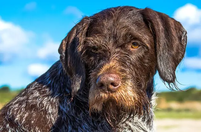 German Wirehaired Pointer hunting dog on sunny day. Photo by: (c) JTeivans www.fotosearch.com