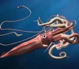 Illustration Of A Giant Squid Lurking In The Depths.photo By: (C) Paulfleet Www.fotosearch.com