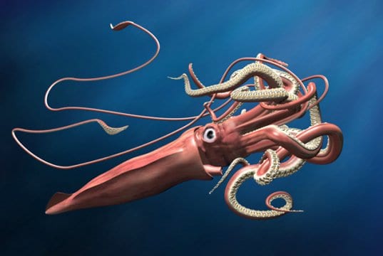 Illustration of a giant squid lurking in the depths.Photo by: (c) paulfleet www.fotosearch.com