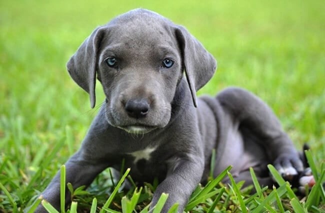 Blue great Dane puppy, at 8 weeks old. Photo by: (c) aeverett www.fotosearch.com