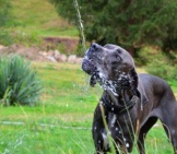 Blue Great Dane Drinking From A Fountain.