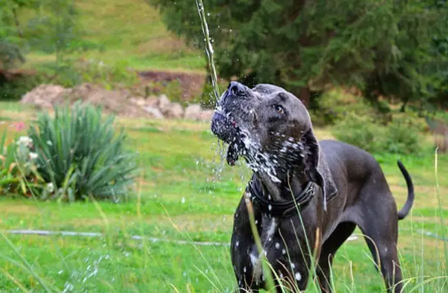 Blue great Dane drinking from a fountain.