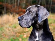 Profile portrait of a great Dane.