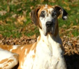 Brown And White Mantle-Colored Great Dane. Photo By: Fun In Photo&#039;S Https://Creativecommons.org/Licenses/By/2.0/ 