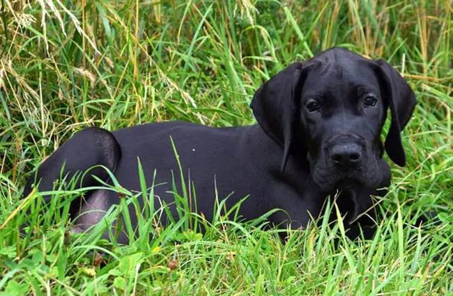 great dane with puppy