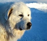 Great Pyrenees In Profile.