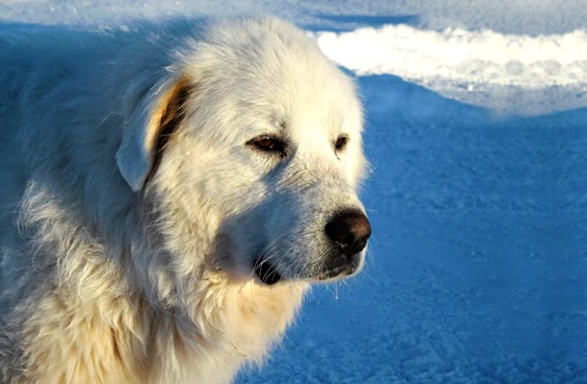 Great Pyrenees in profile.