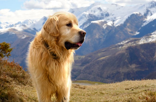 Great Pyrenees in the country.