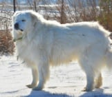 Portrait Of A Great Pyrenees Dog.