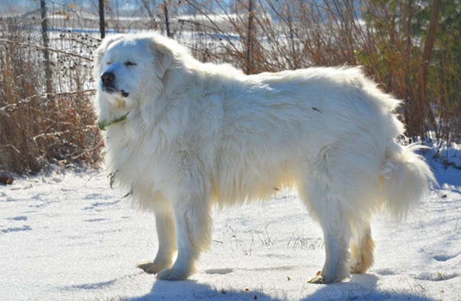 Portrait of a Great Pyrenees dog.