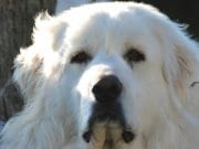 Great Pyrenees Closeup of a Great Pyrenees' teddy-bear-like face.