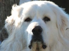 Closeup of a Great Pyrenees' teddy-bear-like face.