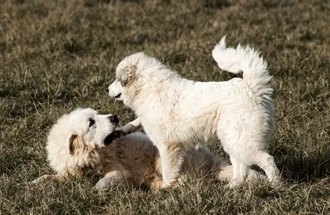 Great Pyrenees puppies playing in the yard.