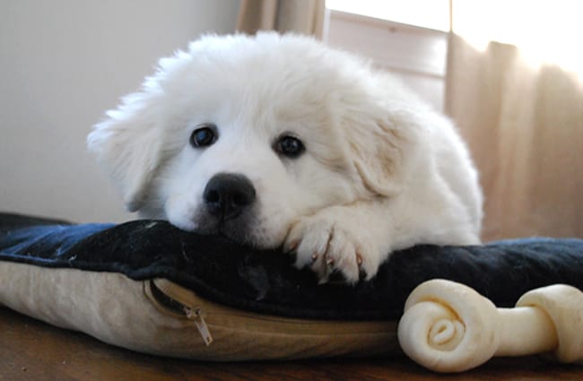 Great Pyrenees puppy posing for a photo.