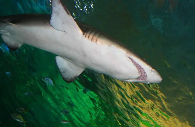 Underside of a great white shark. Photo by: (c) wallbanger www.fotosearch.com