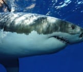 Great White Shark Photographed In Guadeloupe Island, Mexico.photo By: (C) Davidpstephens Www.fotosearch.com