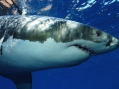 Great white shark photographed in Guadeloupe Island, Mexico.Photo by: (c) davidpstephens www.fotosearch.com