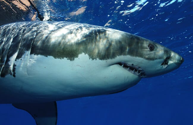 Top 98+ imagen great white shark background - thpthoangvanthu.edu.vn