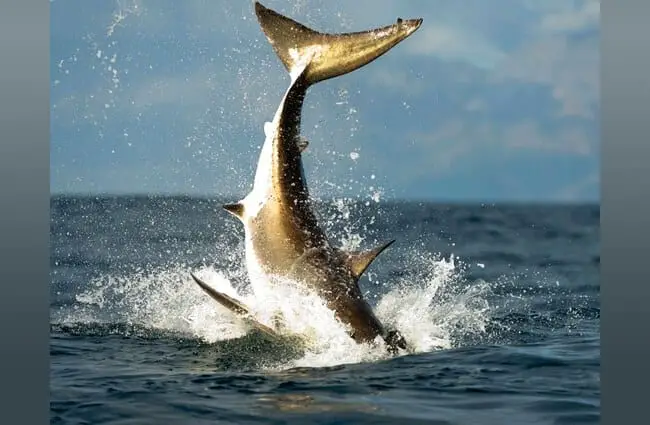 Хвост большой белой акулы в прыжке. Фото: (c) SURZ www.fotosearch.com