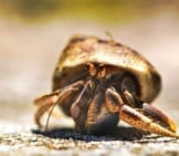Hermit Crab Traveling Across The Sand.