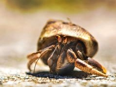 Hermit crab traveling across the sand.