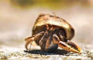 Hermit crab traveling across the sand.