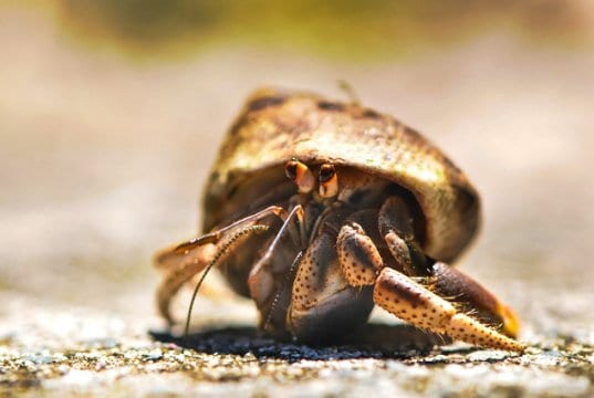 Hermit crab traveling across the sand.
