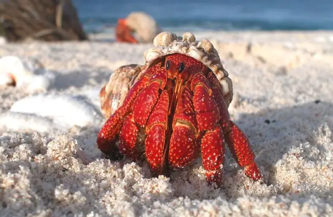 Beautiful red hermit crab.