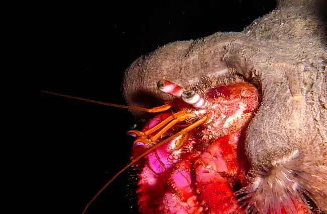 Hermit Crab - Description, Habitat, Image, Diet, and Interesting Facts
