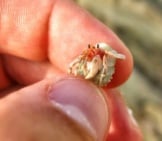 Tiny Hermit Crab.