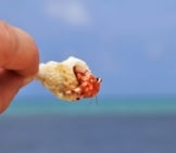 Very Small Hermit Crab In A Tiny Conch Shell.