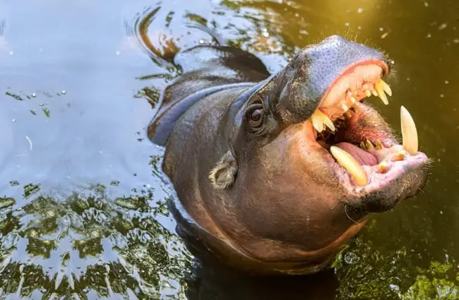 Pygmy Hippopotamus at a zoo in Portugal. Notice his large teeth. Photo by: https://creativecommons.org/licenses/by/2.0/