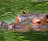 Hippopotamus Swimming With Just His Head Above Water. Photo By: Tambako The Jaguar Https://Creativecommons.org/Licenses/By-Nd/2.0/