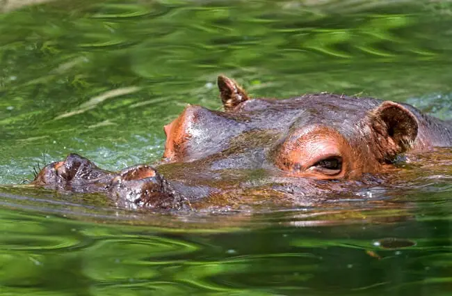 Hippopotamus swimming with just his head above water. Photo by: Tambako The Jaguar https://creativecommons.org/licenses/by-nd/2.0/
