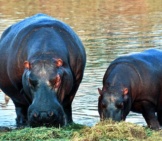 Mother And Baby Hippopotamus Eating At The Water&#039;S Edge.