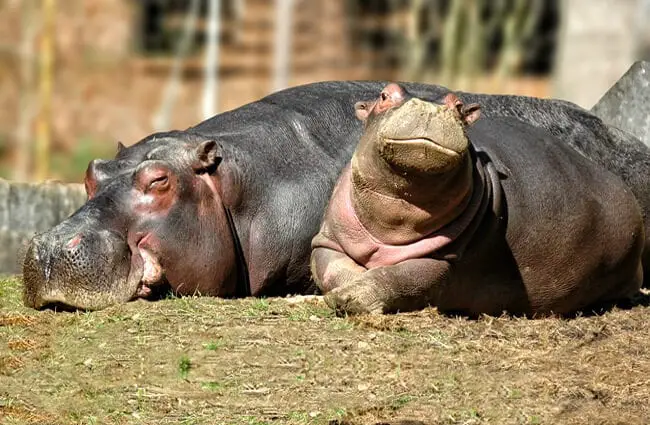 Mother hippopotamus with her baby, napping on the riverbank.