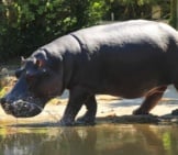 Hippopotamus In Profile.