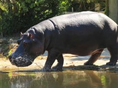 Hippopotamus in profile.