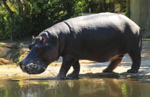 Hippopotamus in profile.