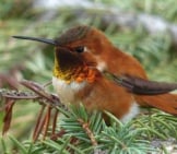 Brown Hummingbird In Her Nest.
