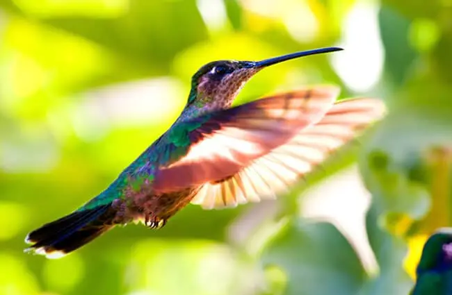 Beautiful hummingbird in flight. Photo by: (c) Fotosmurf www.fotosearch.com