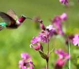 Ruby-Throated Hummingbird In Flight. Photo By: (C) Mbolina Www.fotosearch.com