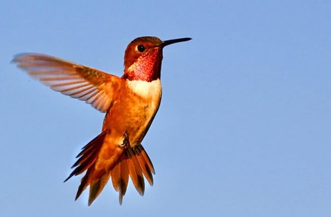 Потрясающий колибри на фоне голубого неба.