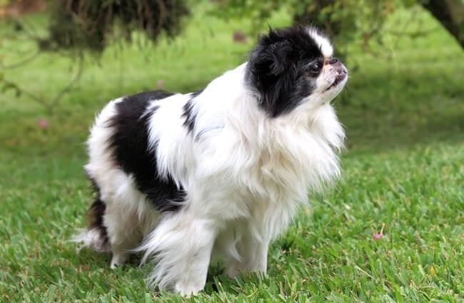 Black and white Japanese chin. Photo by: (c) rudyumans www.fotosearch.com