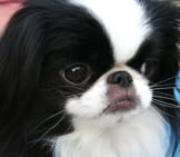 Portrait Of A Japanese Chin Dog. Photo By: Alex Archambault Https://Creativecommons.org/Licenses/By/2.0/