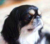 Closeup Of A Black, White, And Tan Japanese Chin.photo By: Vera Yu And David Li Https://Creativecommons.org/Licenses/By/2.0/