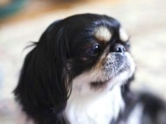 Closeup of a black, white, and tan Japanese chin.Photo by: Vera Yu and David Li https://creativecommons.org/licenses/by/2.0/