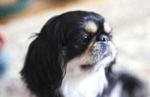 Closeup of a black, white, and tan Japanese chin.Photo by: Vera Yu and David Li https://creativecommons.org/licenses/by/2.0/